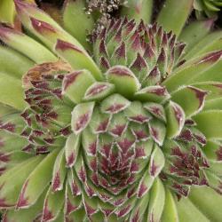 Sempervivum - Dachwurz - Hauswurz